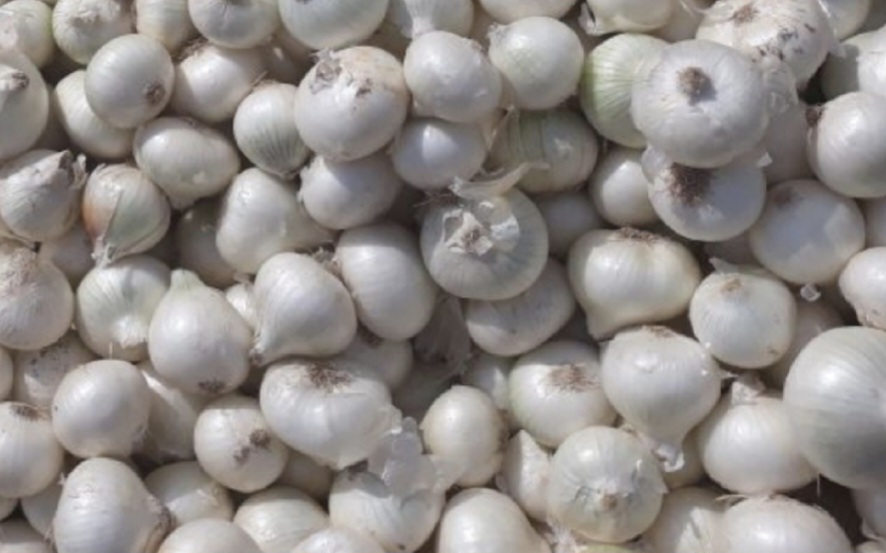 White onion 