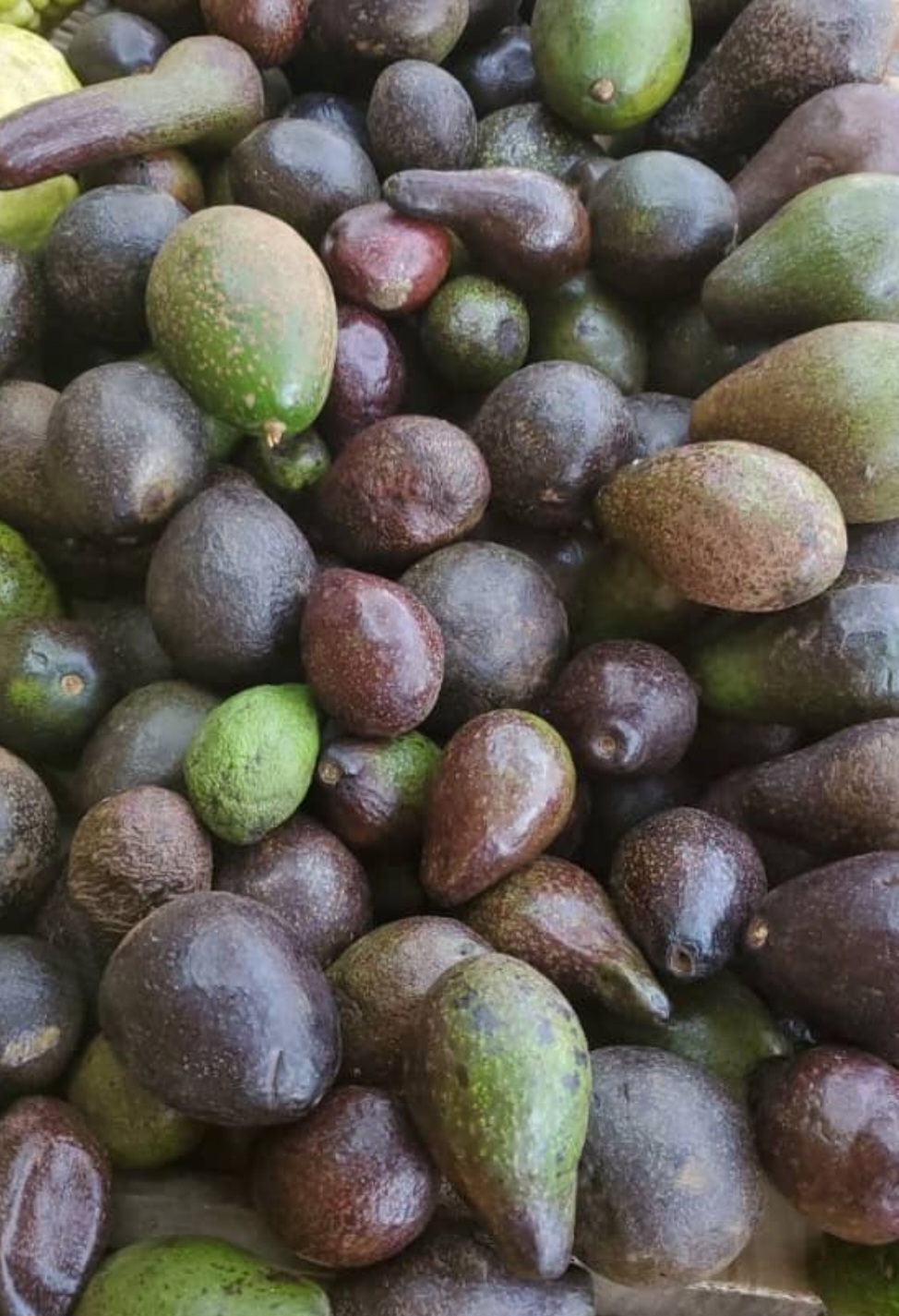 Avocado 